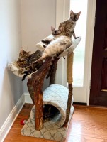 5 cats in tree